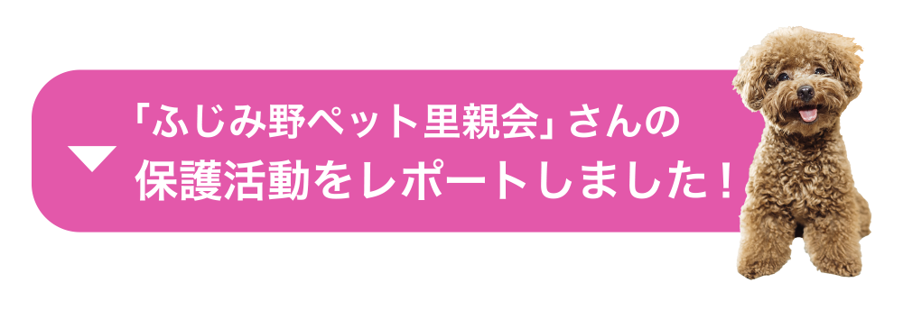 「ふじみ野ペット里親会」さんの保護活動をレポートしました